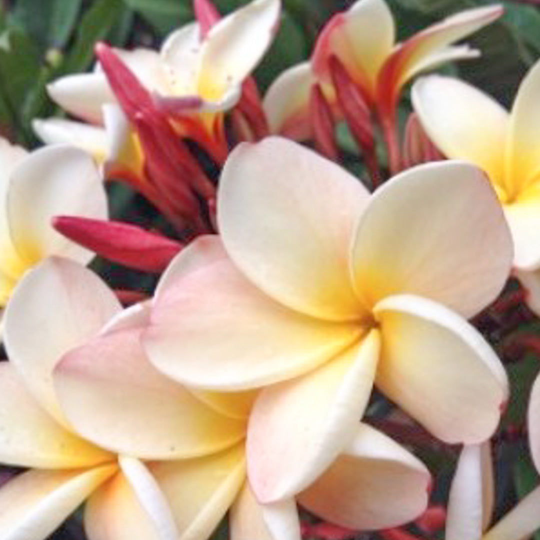 Plumeria P60