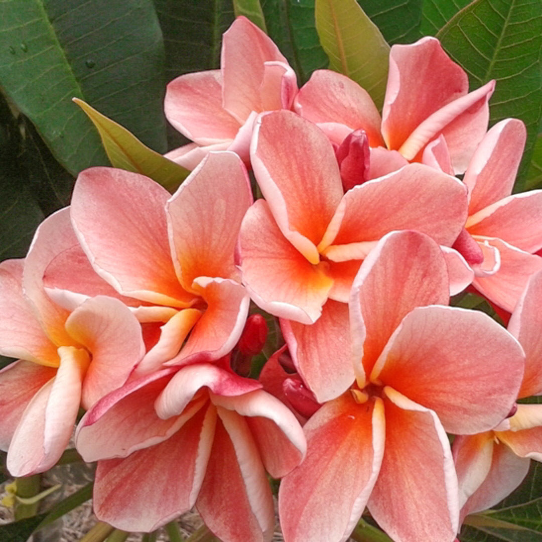 Plumeria P61