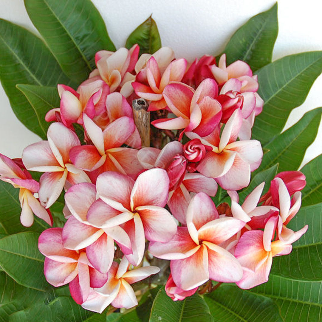 Plumeria P66