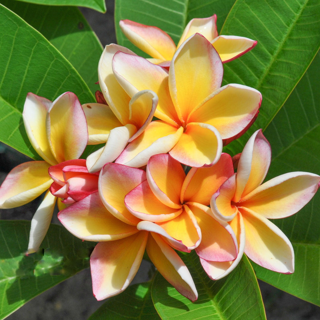 Plumeria PEACH