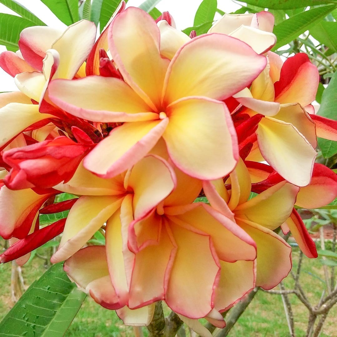 Plumeria POUNG YOK