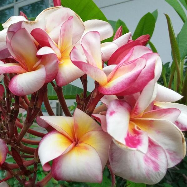 Plumeria PUTTA RAKSA