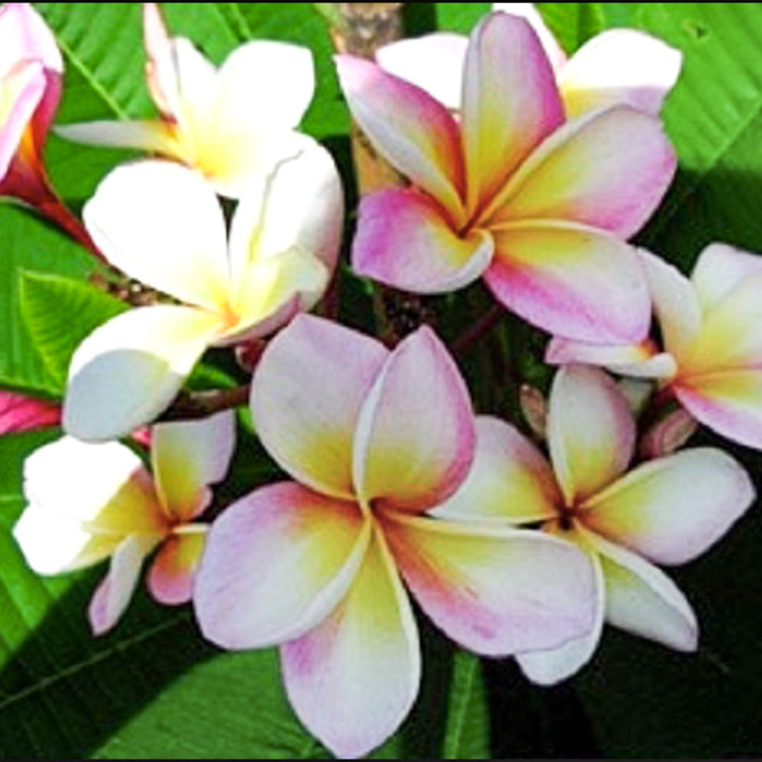 Plumeria P5