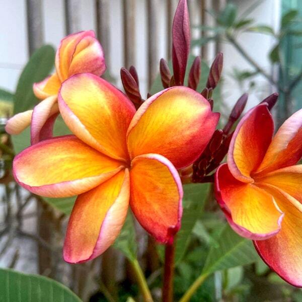 Plumeria SOM PA RUAY