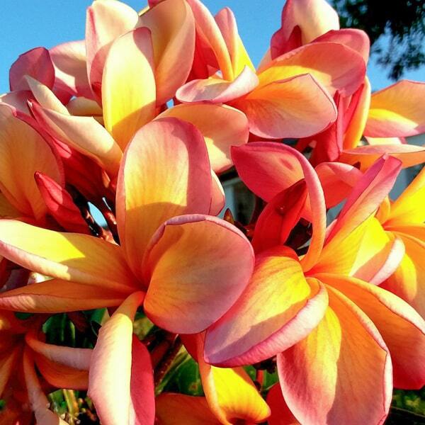 Plumeria SOM CHALOTHORN