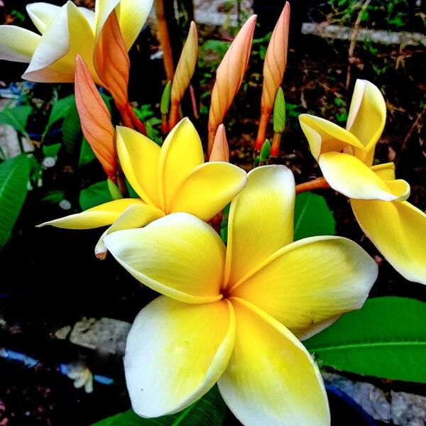Plumeria NOK KAMIN