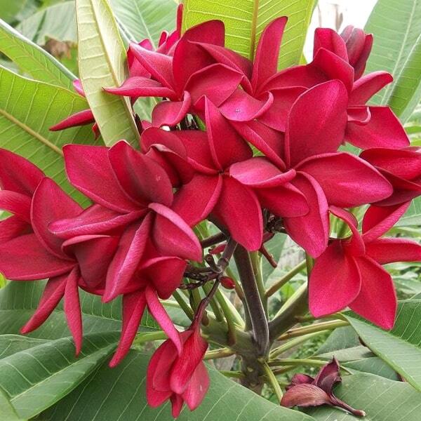 Plumeria REDDY BLACK