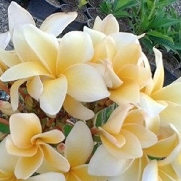 Plumeria THAILAND