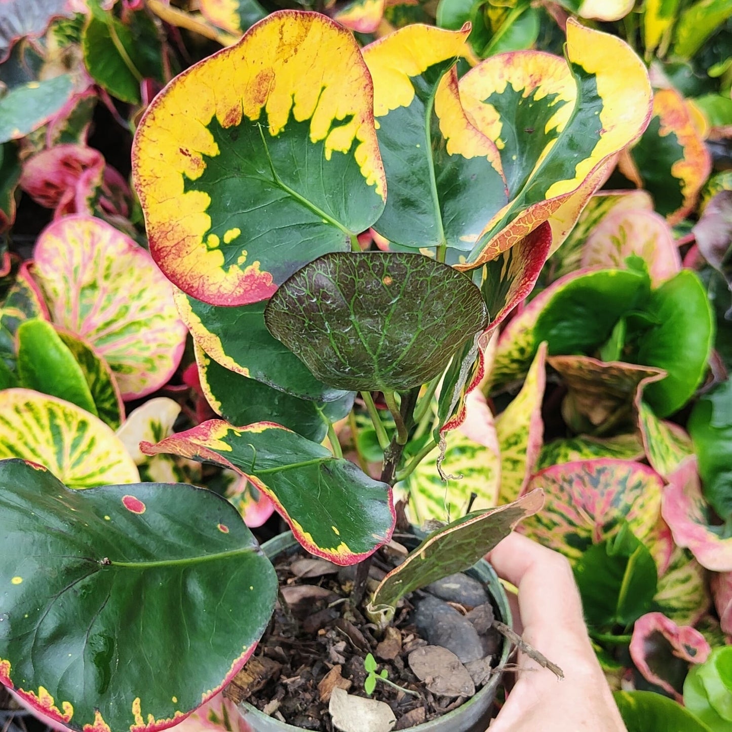 Croton PHRA RUANG ROTCHANARIT