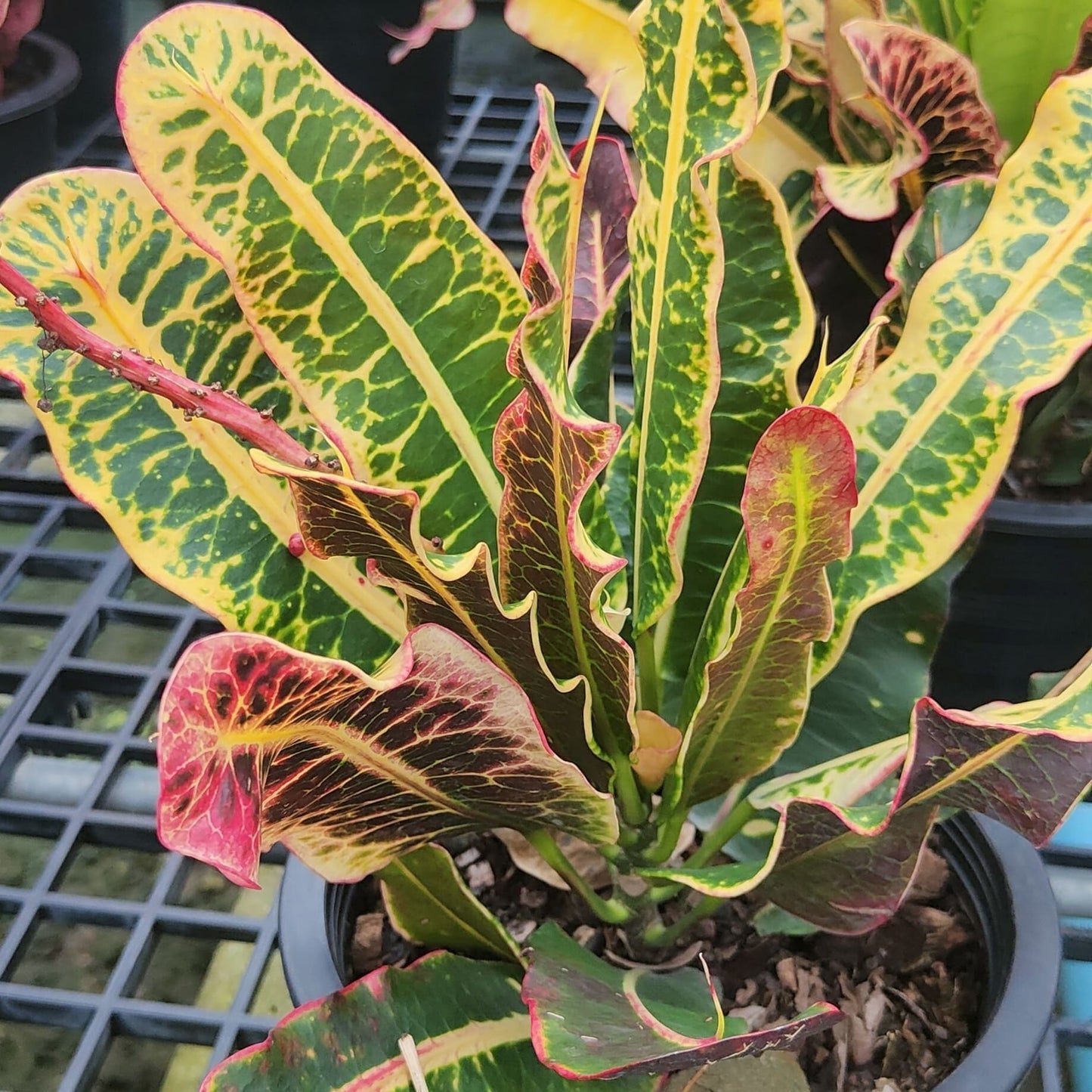 Croton SEDTHEE CHOM THONG