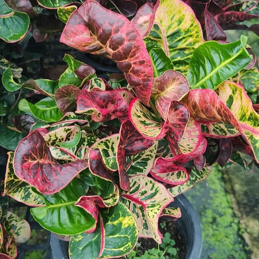Croton THEP RAKSA