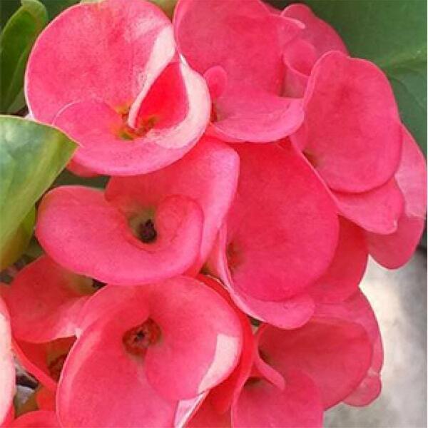 Euphorbia Milii LOOK SRI AMPON