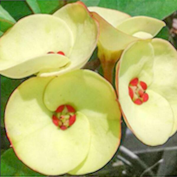 Euphorbia Milii PUTTA RAKSA