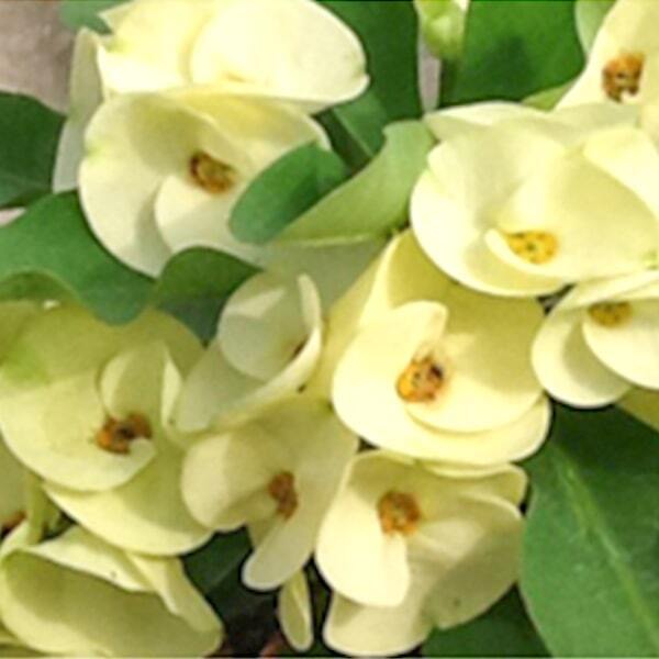 Euphorbia Milii RUAY IONFAH