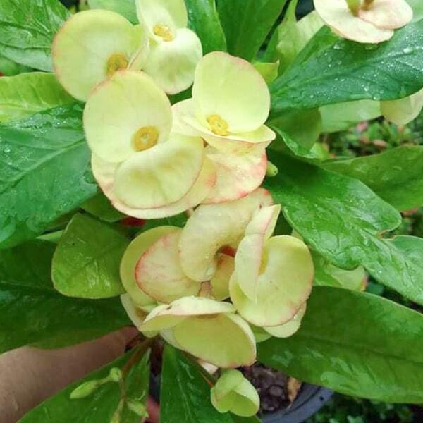 Euphorbia Milii SIRI MONGKOL