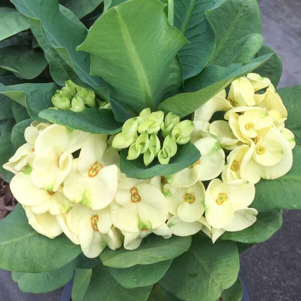 Euphorbia Milii MEE NGERN