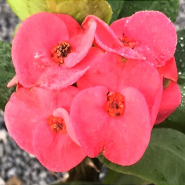 Euphorbia Milii PAD SEAN