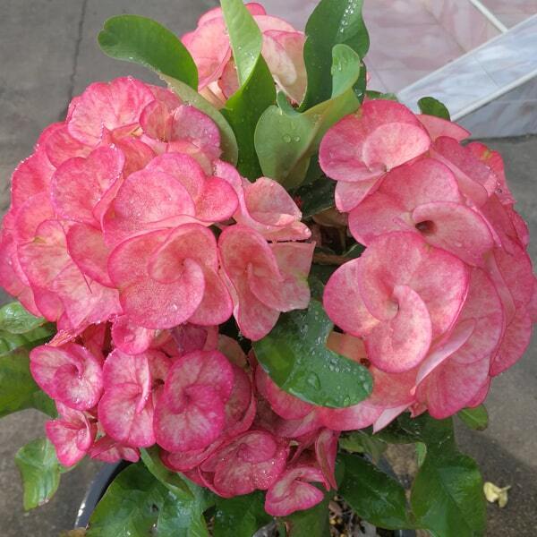 Euphorbia Milii SAO 2 KWEA