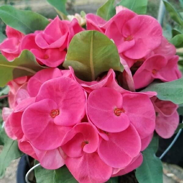 Euphorbia Milii LOVE AT FIRST SIGHT