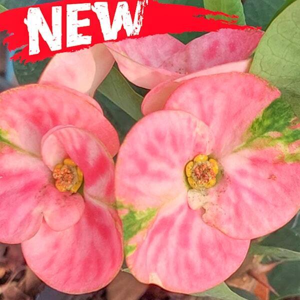 Euphorbia Milii SIAM PINK