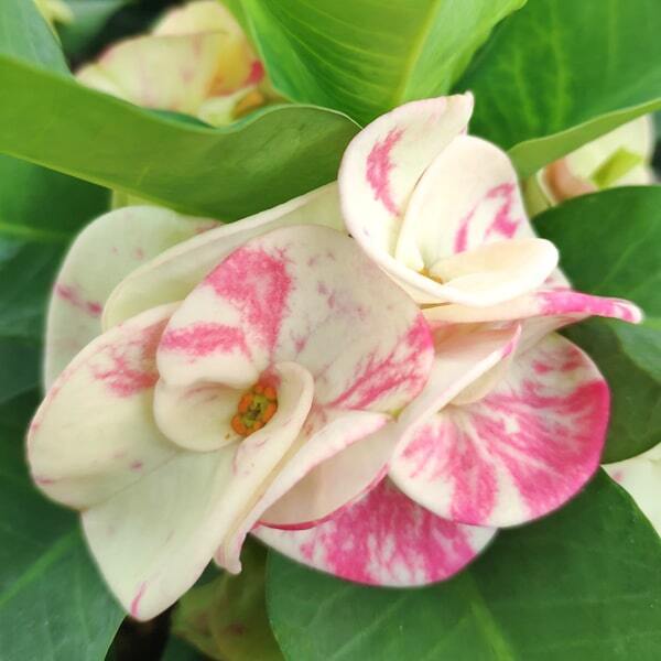 Euphorbia Milii TAWEE CHOK NEW