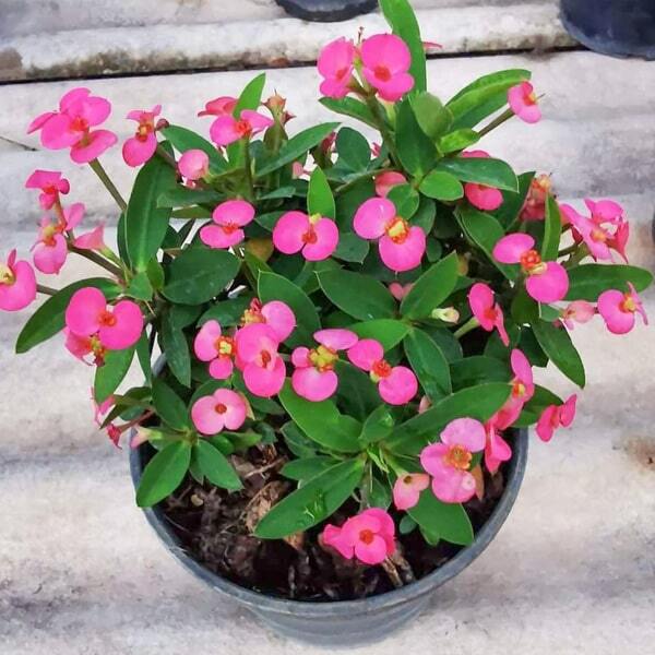 Euphorbia Milii dwarf SOI MONGKON