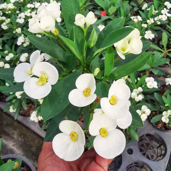 Euphorbia Milii dwarf JASMINE