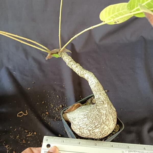 Phyllanthus MIRABILIS size L