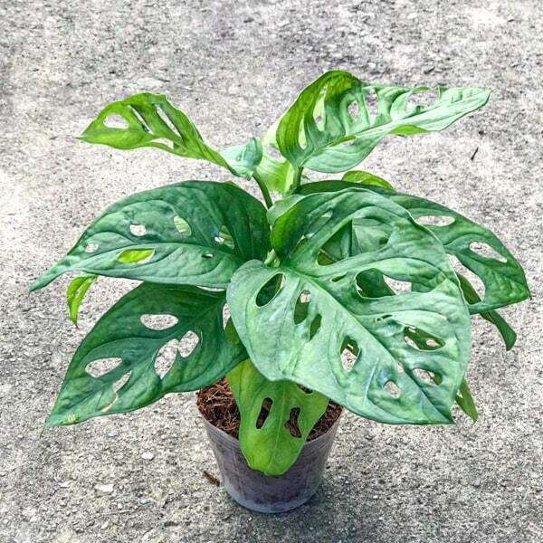 Monstera obliqua