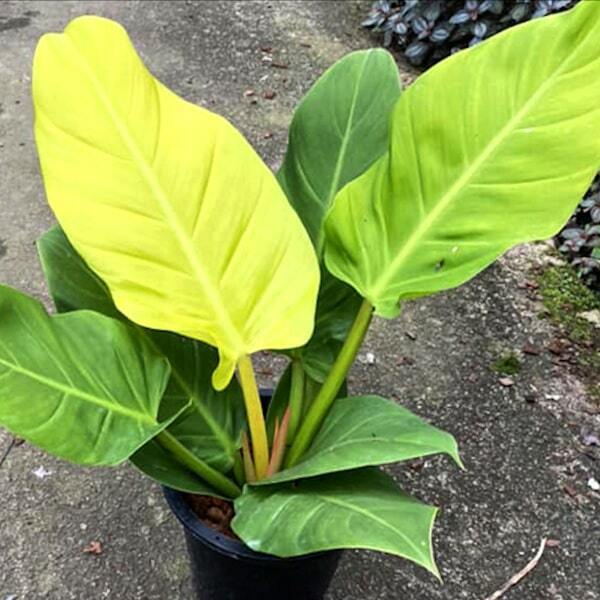 Philodendron SEDTHEE RUAY SAB THONG