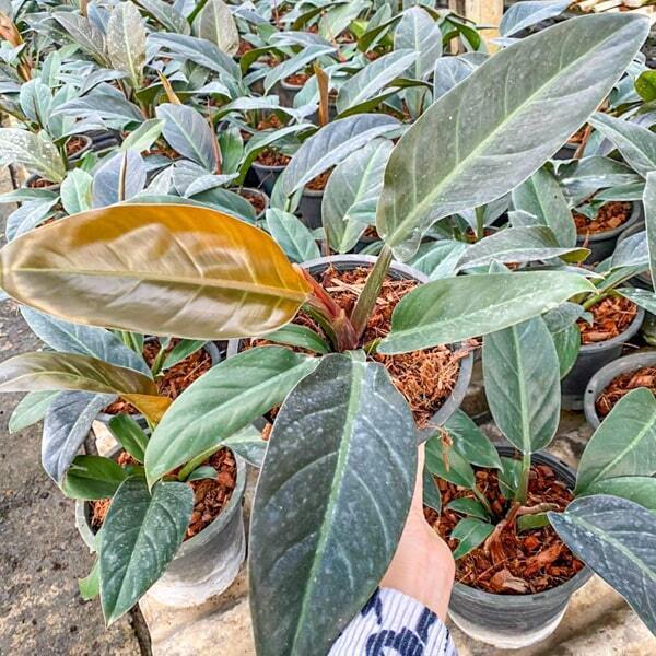 Philodendron BLACK CONGO