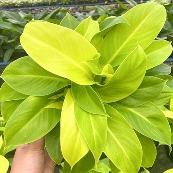 Philodendron MOONLIGHT