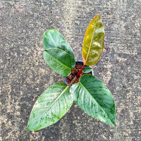 Philodendron RED CONGO