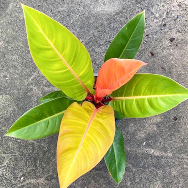 Philodendron SUNLIGHT