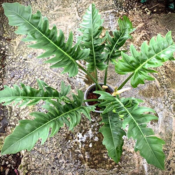 Philodendron RING OF FIRE