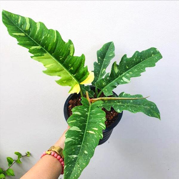 Philodendron RING OF FIRE VAR