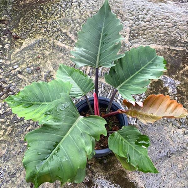 Philodendron PIN NAK