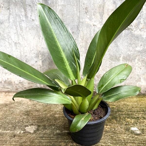 Philodendron MARTIANUM