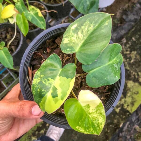 Philodendron BURLE MARX VARIEGATED