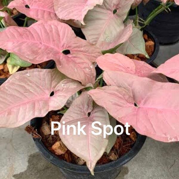 Syngonium PINK SPOT