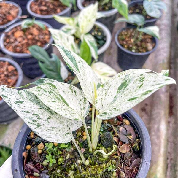 Epipremnum PINNATUM MARBLE