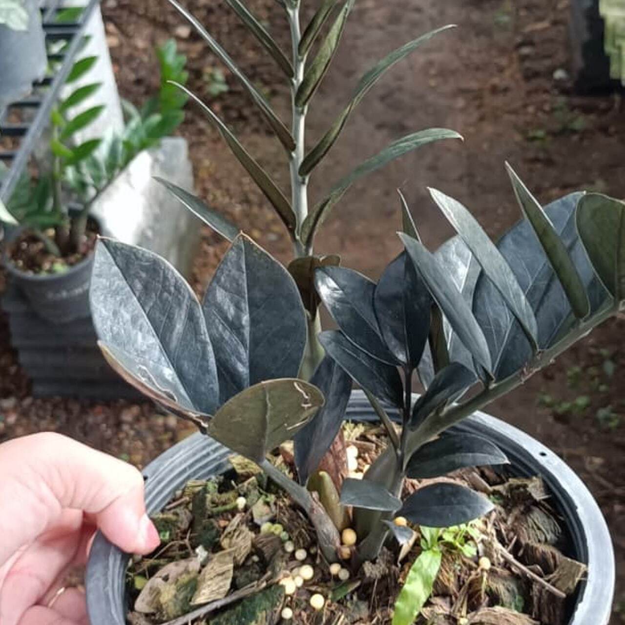 Zamioculcas BLACK