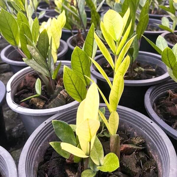 Zamioculcas GOLD
