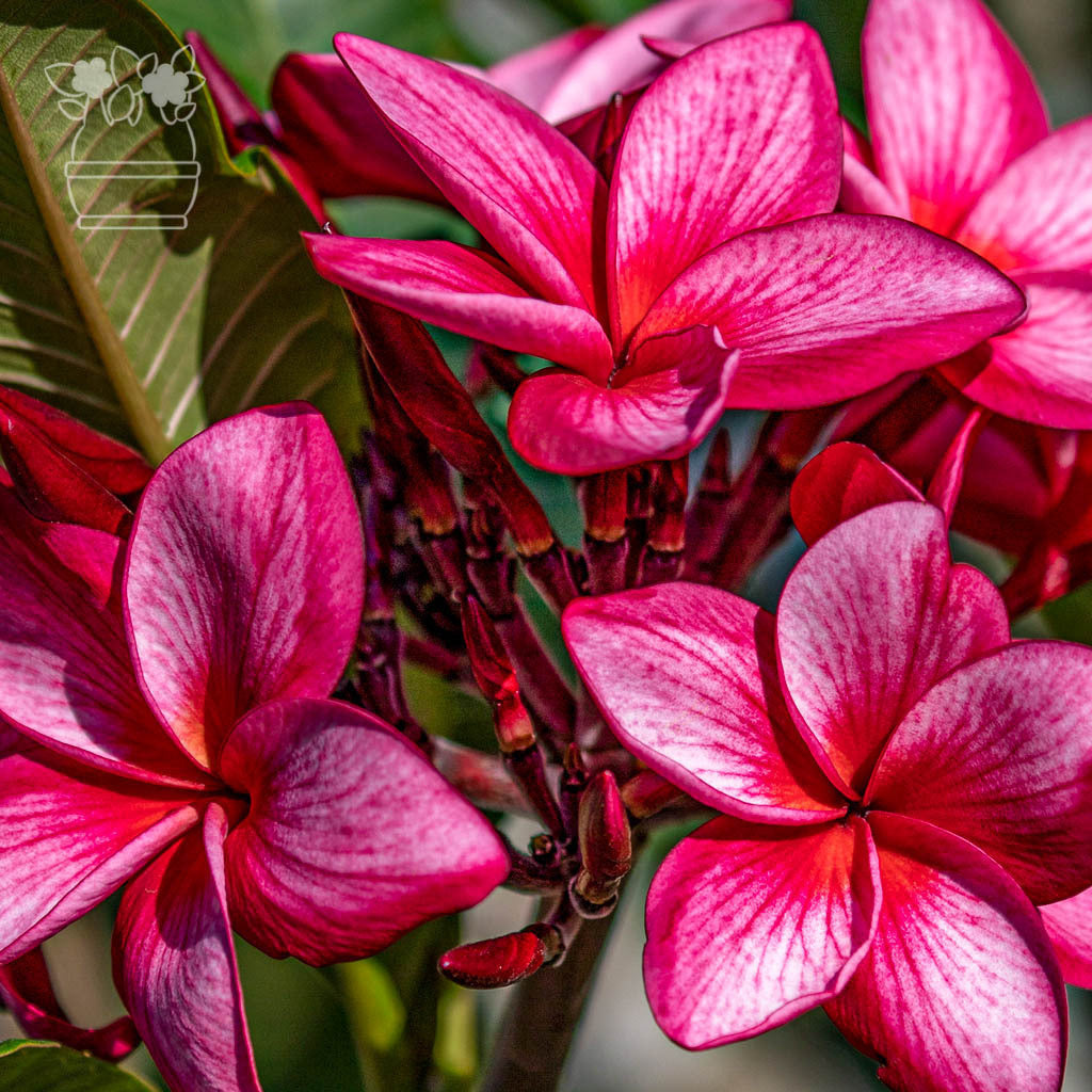 Plumeria SAO MUANG NON