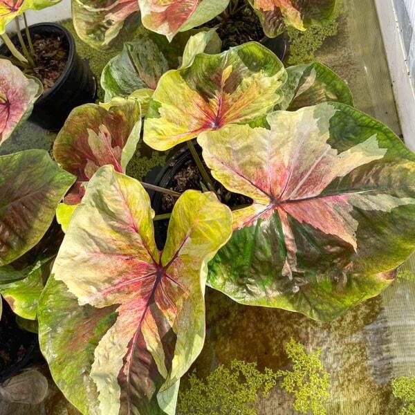 Caladium RATSAMEE CHAN