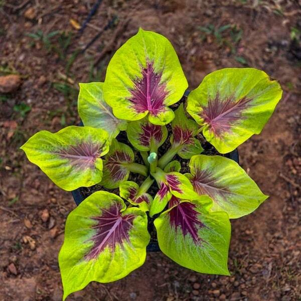 Caladium LEMON SAI MUANG Ð PURPLE LEMON
