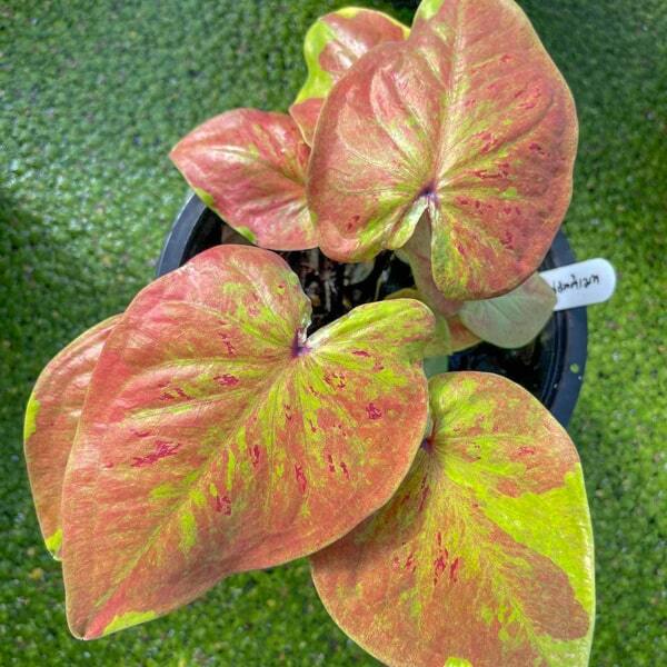 Caladium YELLOW ULTIMATE