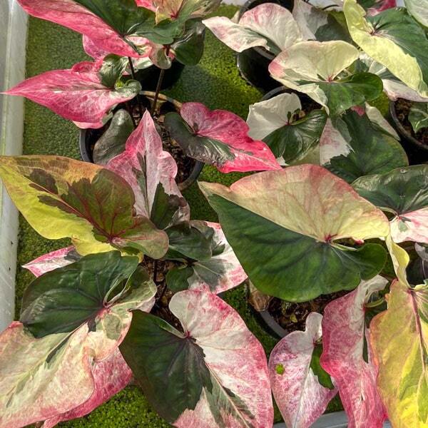 Caladium MAE FAH LUANG