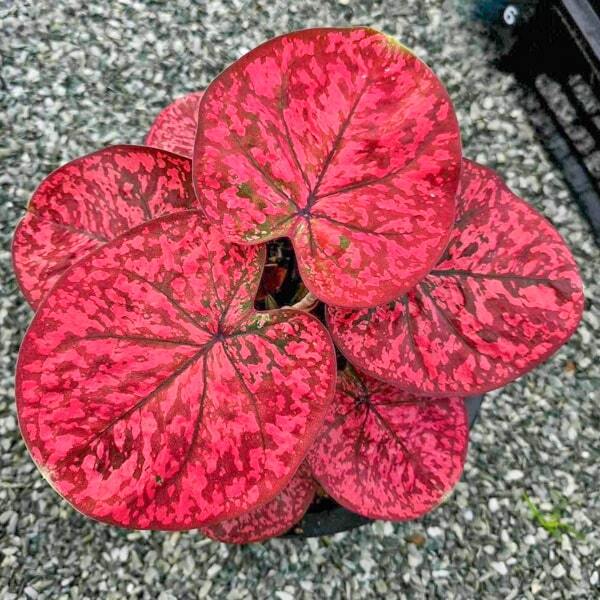 Caladium FAAKRAK Ð MAKE LOVE