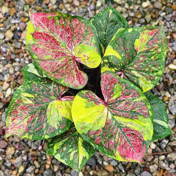 Caladium SAENG THONG KAM Ð GOLDEN LIGHT